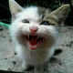 猫°
