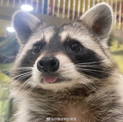 Media source: https://wx2.sinaimg.cn/large/007mWXeagy1i085c641euj30wr0wj446.jpg